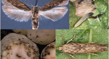 Opatření pro skladování molů bramborových